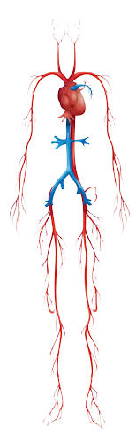 Massage Therapy for Artery Vein