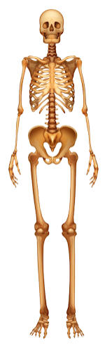 Massage therapy for skeletal, skeleton, bones